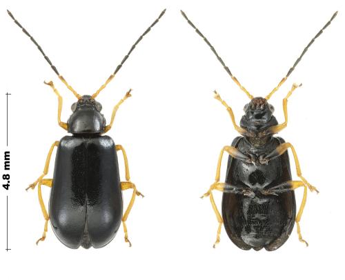 Luperus longicornis